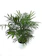 CAPPL Mini Bamboo Palm 1