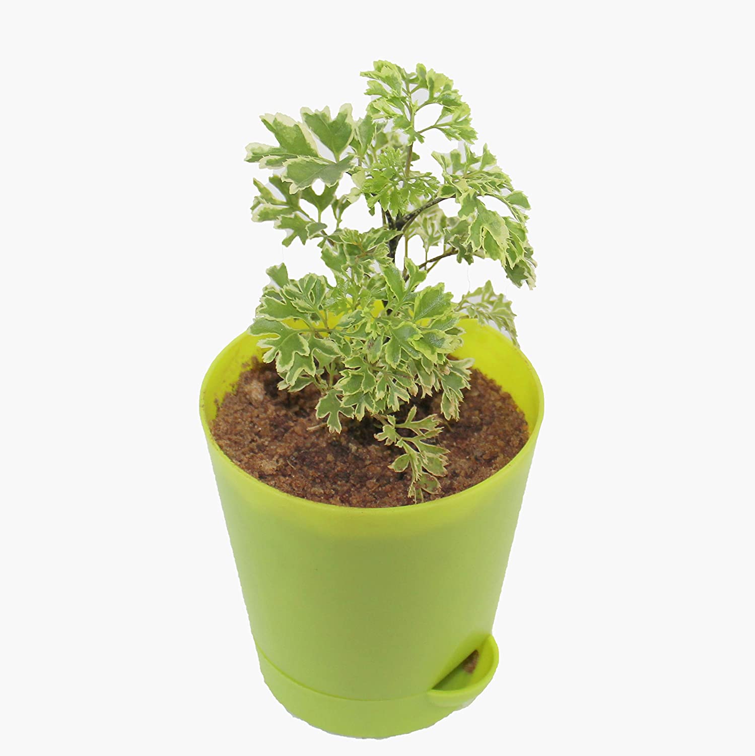 Aralia 1