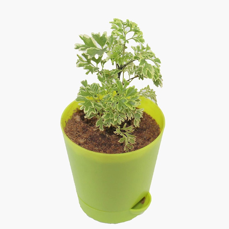Aralia 1