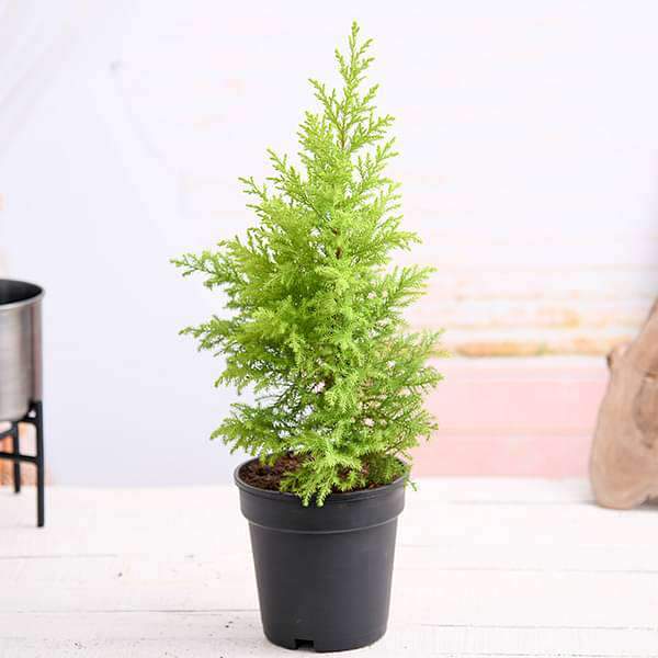 10 Best Home Garden Plants in India 2021(Kadi Patta, Hibiscus, and more) 5