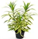 Harit - The Plants Shop Song of India 1