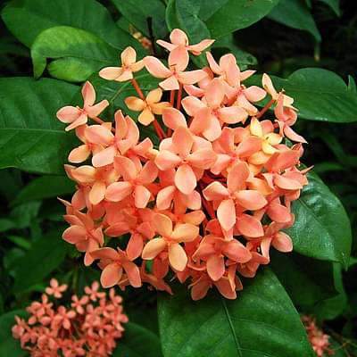 Ixora Dwarf  1