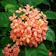 Nurserylive Ixora Dwarf 1