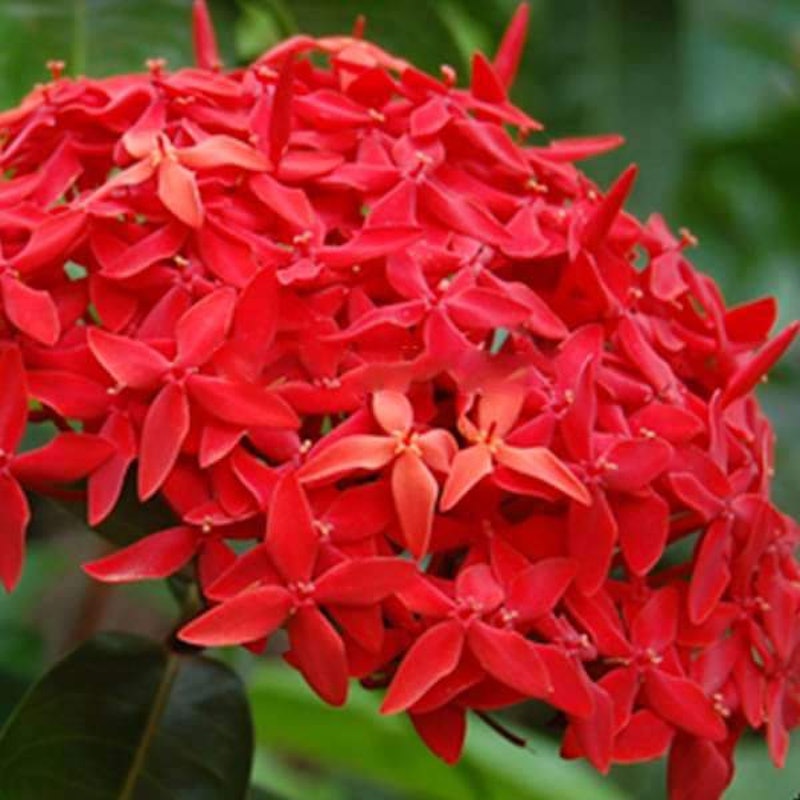 Ixora Long 1