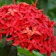 Nurserylive Ixora Long 1