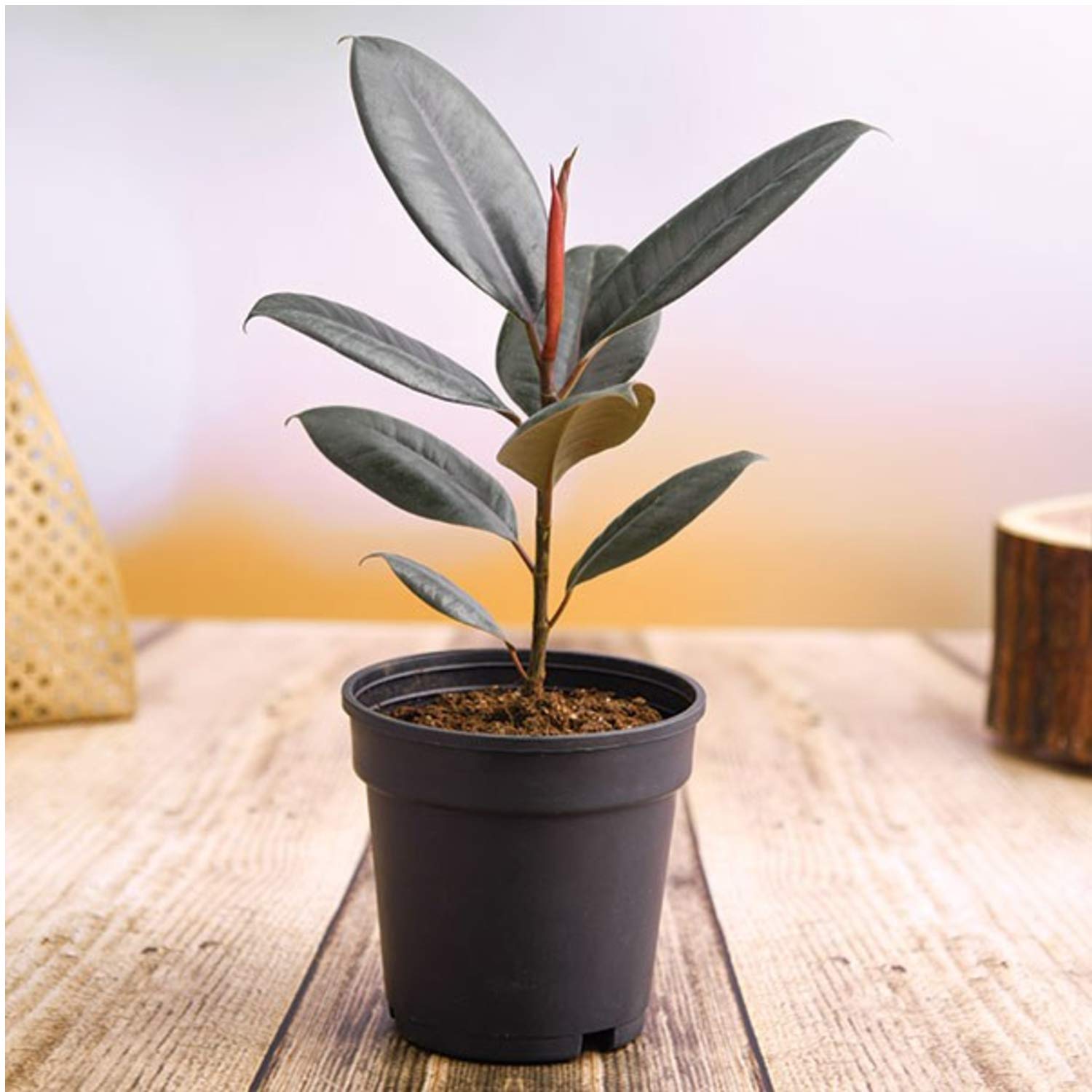 Rubber Plant 1