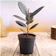 Plantsveda Rubber Plant 1