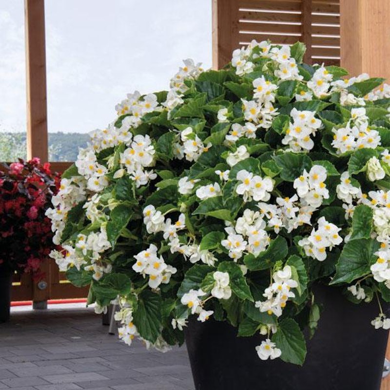 Begonia 1