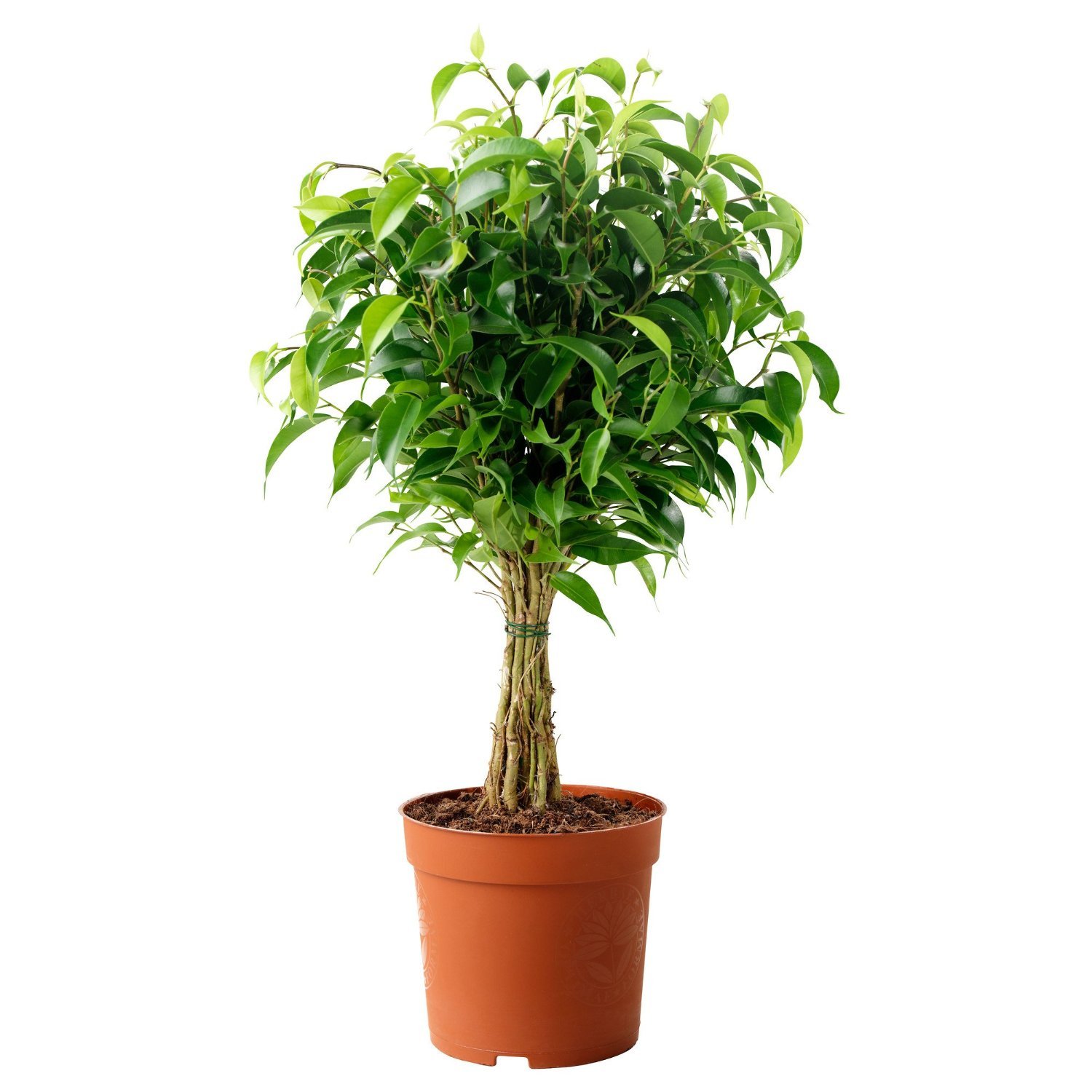 Ficus Black 1