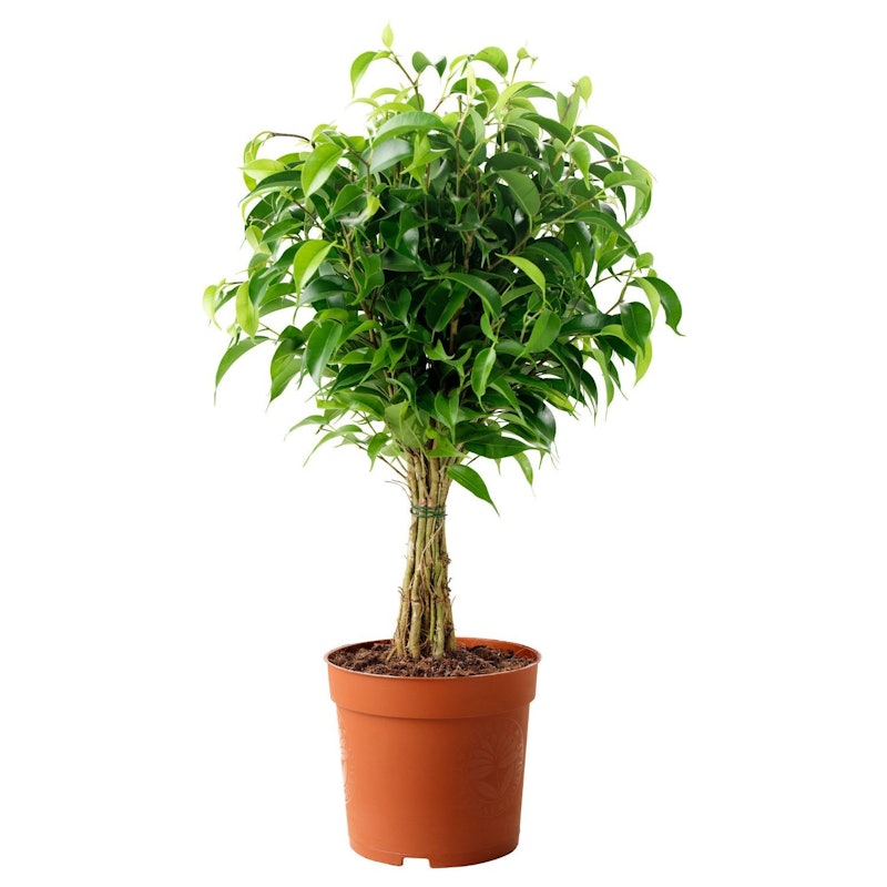 Ficus Black 1