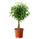 Natures Buggy Store Ficus Black 1