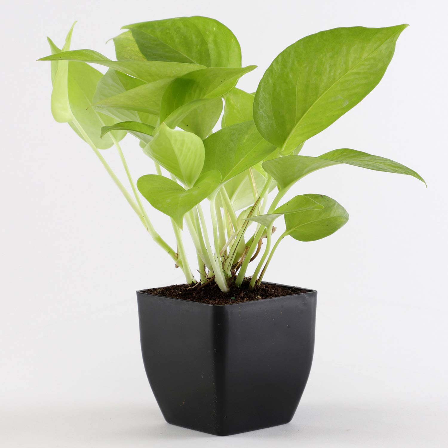 10 Best Plants for Balcony in India 2021 (Ugaoo, Lushgreen, and more) 5