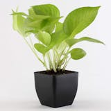 10 Best Plants for Balcony in India 2021 (Ugaoo, Lushgreen, and more) 5