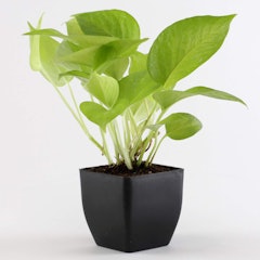 Air Purifying Golden Lucky Money Plant