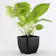Ferns N Petals Air Purifying Golden Lucky Money Plant 1